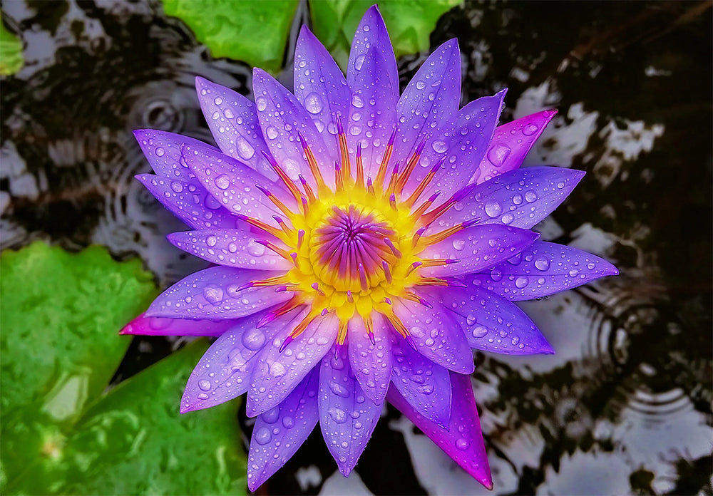 乾燥藍蓮花 (Nymphaea Caerulea) 有機花 草本天然綠茶 埃及茶